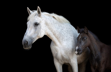 Plakat Portrait of a purebred Arabian mare with a foal. 