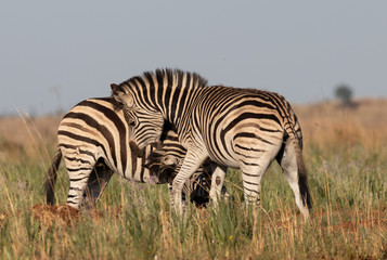 Play fighting zebra