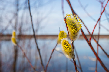 catkins of willow