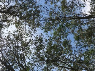 High angle tree leaf image