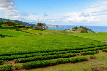 Fototapeta na wymiar Beautiful View over Gorreana Tea Plantation, São Miguel. Azores