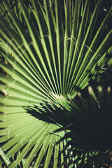 natural poster. palm leaf. closeup.