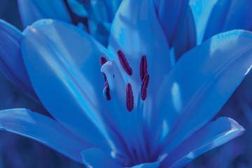 Beautiful blue lily on a blue light close up