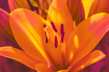 Beautiful yellow lily on sunlight close up