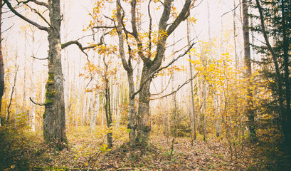 Fototapeta premium Autumnal mystic forest, toned photo