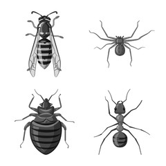 Vector illustration of insect and fly sign. Collection of insect and element stock symbol for web.