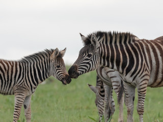 Loving zebra fanily