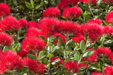 closeup of New Zealand Christmas tree red flowers in bloom - Powered by Adobe