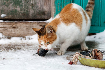 a stray dog and a cat take away a piece of meat from each other. have toning. close-up.