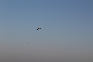 The bird soars highly in the sky