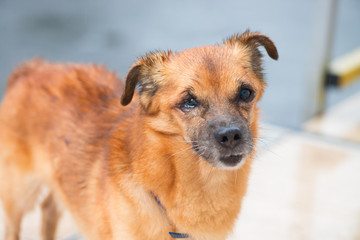Rusty red dog under summer rain animal