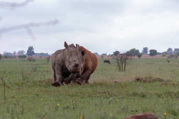 White rhinos in action