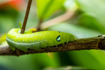 Green caterpillar perched on the branch.