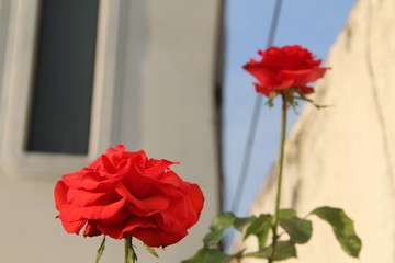 ROSE AND WALL