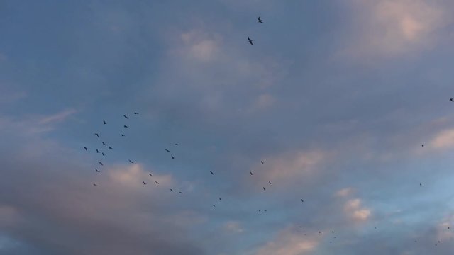 View of birds flying to the lake at sunset.