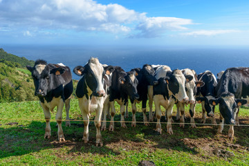 Beautiful Cows in the hill, Azores