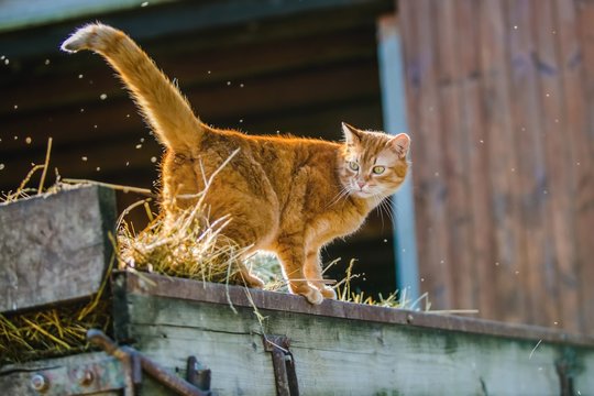 Orange striped cat with yellow eyes standing on wooden carriage with straw, bright sunny spring day, farm animal, barn with open gate in background, flies in the air