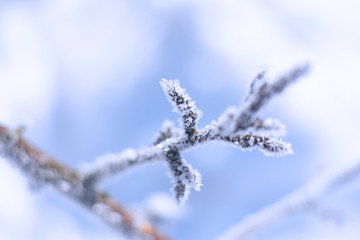 Snow patterns on plants in winter