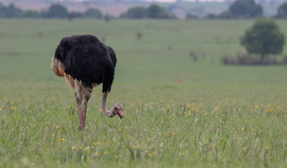 Ostrich looking for food