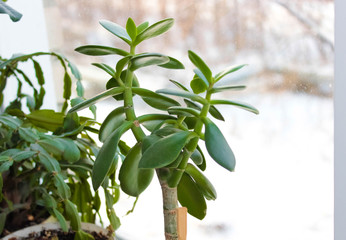 Fototapeta na wymiar Green indoor plants on the background of the window in winter.