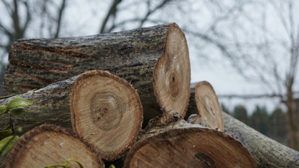przyroda natura drzewo jemioła © Magorzata