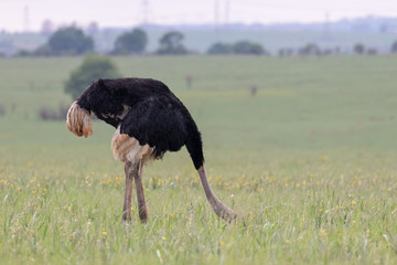 Ostrich with its head down