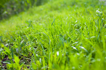 Close-up of green grass in summer
