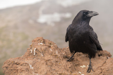 Roque de los Muchachos - Corvus corax - Kolrabe schaut zur Seite