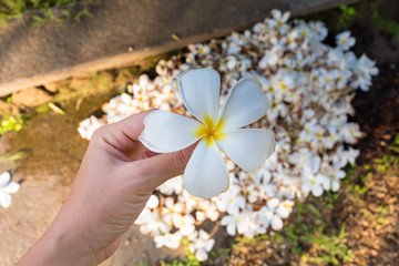 one plumeria flower on hand in Bali