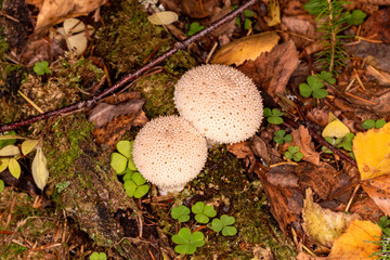 Raincoat spiny, pearl raincoat