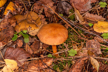 Pepper mushroom, pepper Shrovetide