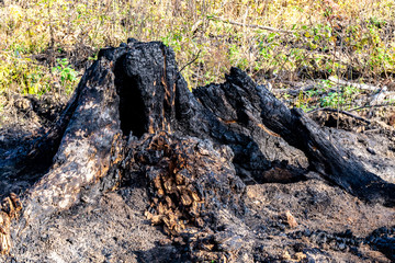 The charred tree stump