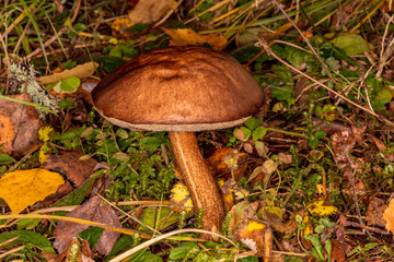 Boletus (Leccinum scabrum)