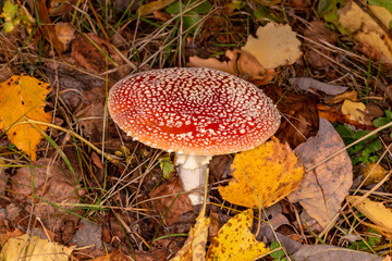 Amanita muscaria. Poisonous, inedible mushroom