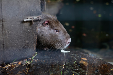 The usual large nutria is located near the water.