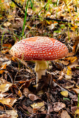 Amanita muscaria. Poisonous, inedible mushroom