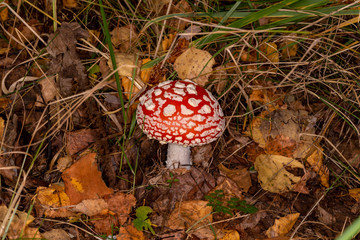Amanita muscaria. Poisonous, inedible mushroom