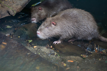 The usual large nutria is located near the water.
