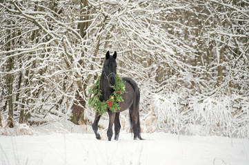 black horse with christmas wreath. winter