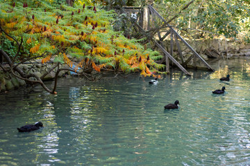 Obraz na płótnie Canvas Several black ducks swim in a beautiful pond.