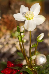 Obraz premium Christrose mit weihnachtlicher Dekoration