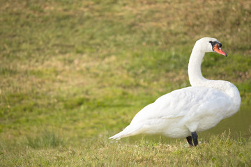 beautiful big white swan stands on green grass © Studio 888