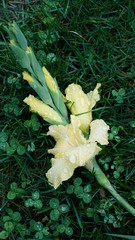 Yellow Flower has fallen after the Rain