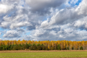 Fototapeta na wymiar Landscape with autumn trees and clouds in the sky.