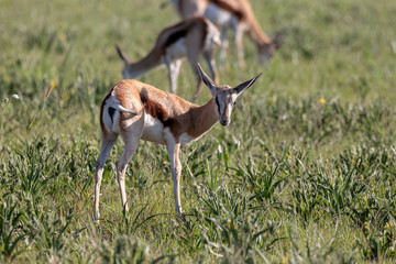 Springbok in grassland