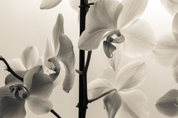White orchid flowers. Close-up