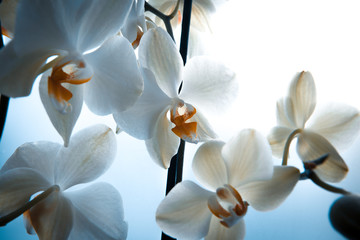 White orchid flowers. Close-up