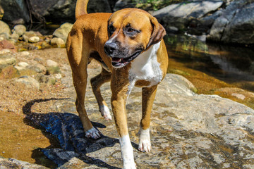 Cão