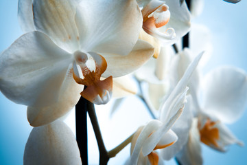 White orchid flowers. Close-up