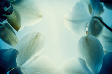Beautiful background of white orchid petals